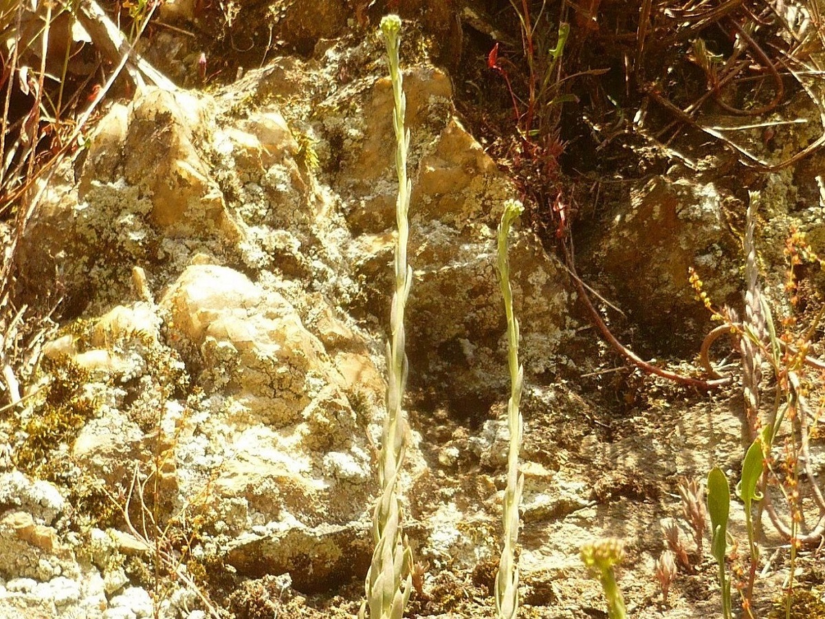 Sedum sediforme (Crassulaceae)